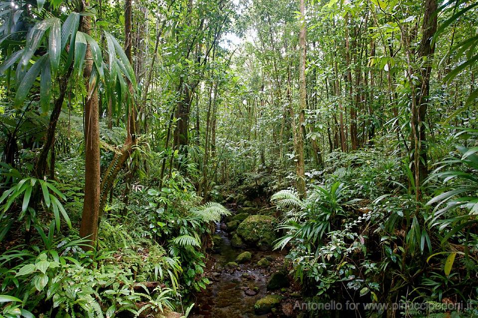DOMINICA - Morne Trois Pitons National Park Foresta.jpg
